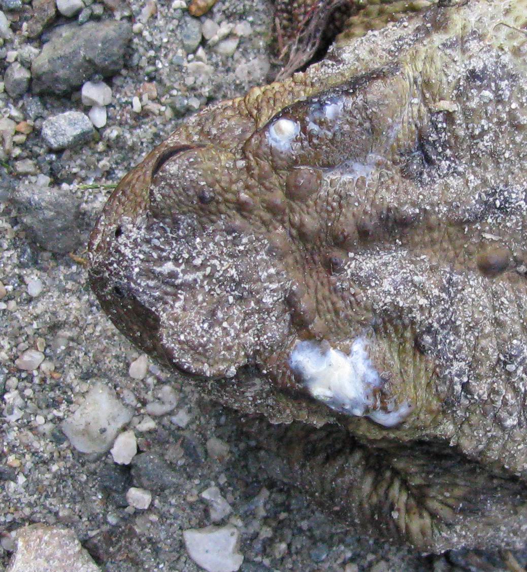Rospo - Bufo bufo